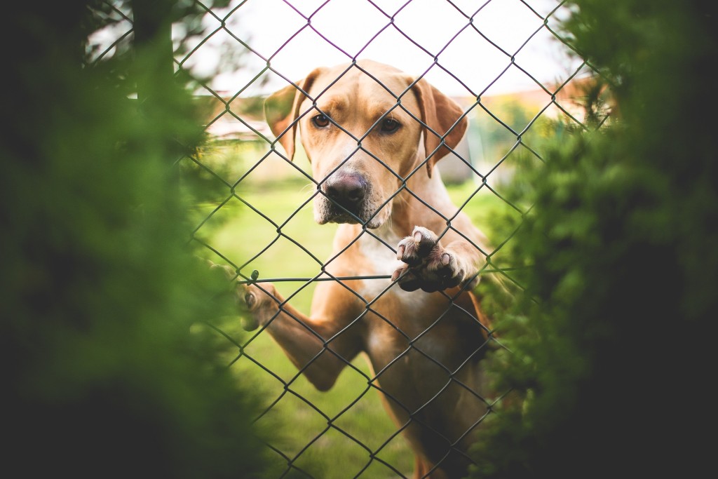 Dog behind fence (Photo via PicJumbo) low res